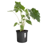 june tulip 47cm zwart